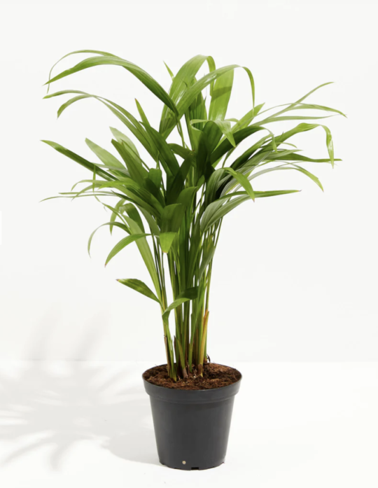 RE Gift Guide Plant